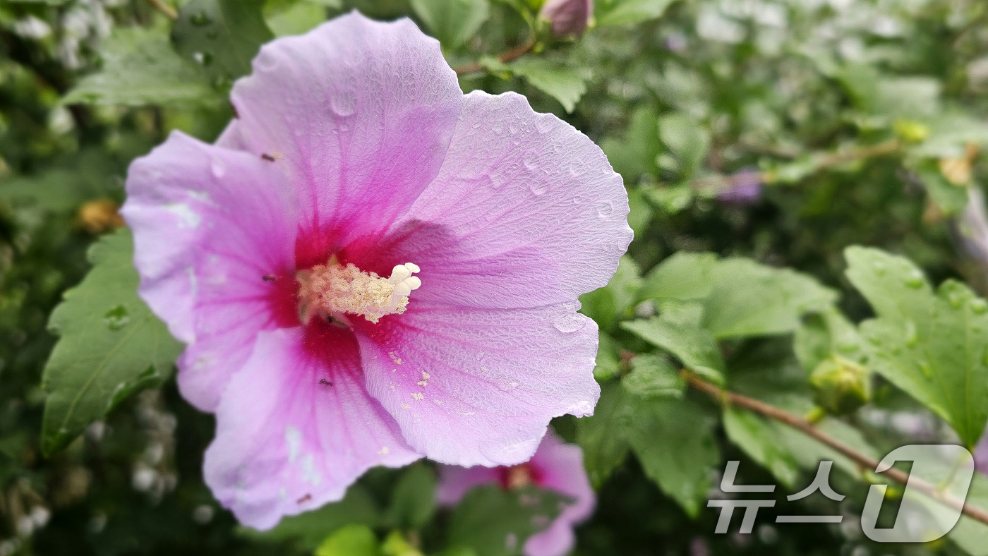 (포항=뉴스1) 최창호 기자 = 광복 80주년을 앞둔 12일 오전 경북  포항시 북구 장성동 아파트 단지 화단에서 무궁화가 꽃망울을 활짝 터뜨리고 있다.  2025.8.12/뉴스1 …