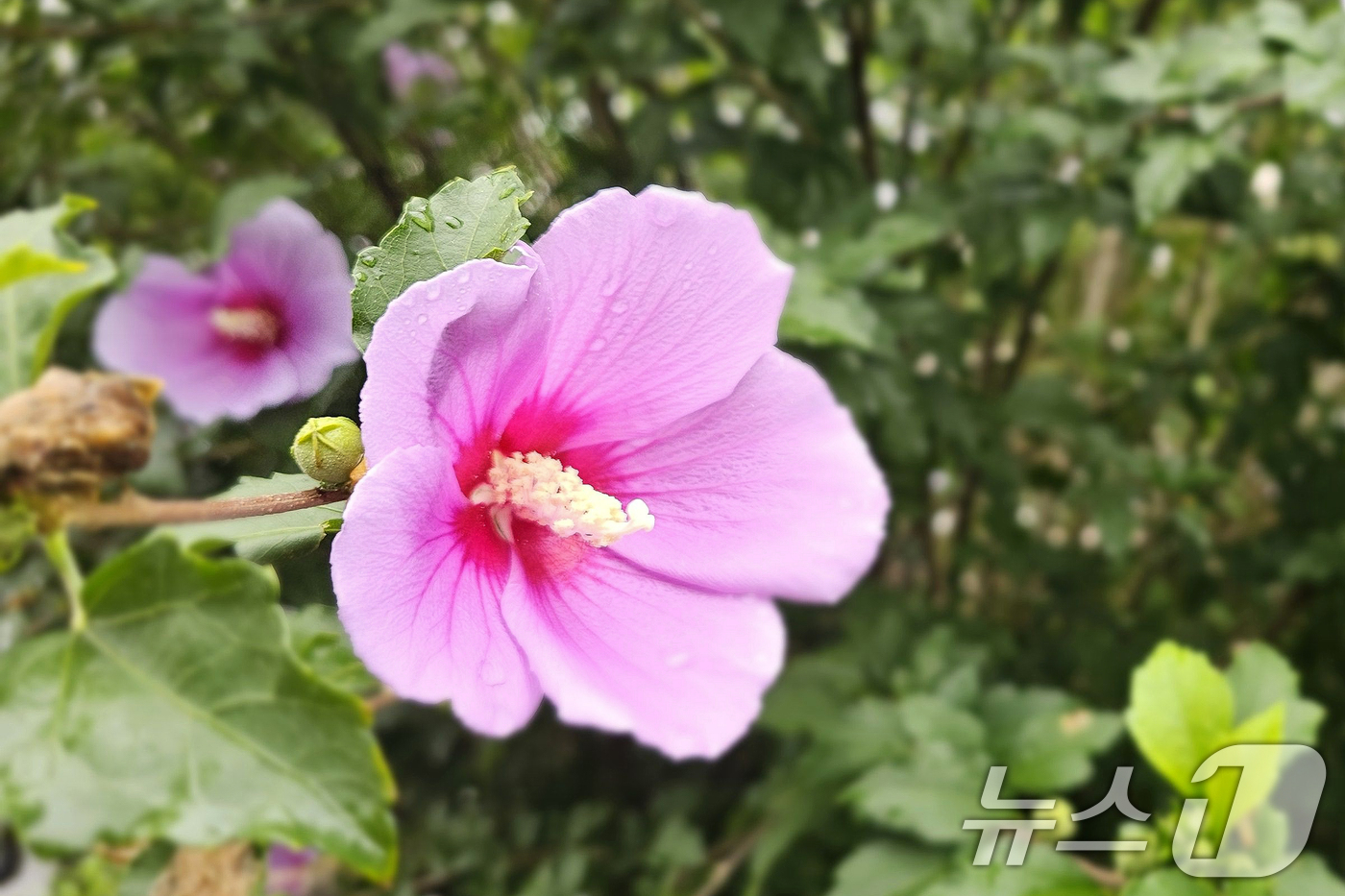 (포항=뉴스1) 최창호 기자 = 광복 80주년을 앞둔 12일 오전 경북  포항시 북구 장성동 아파트 단지 화단에서 무궁화가 꽃망울을 활짝 터뜨리고 있다. 2025.8.12/뉴스1