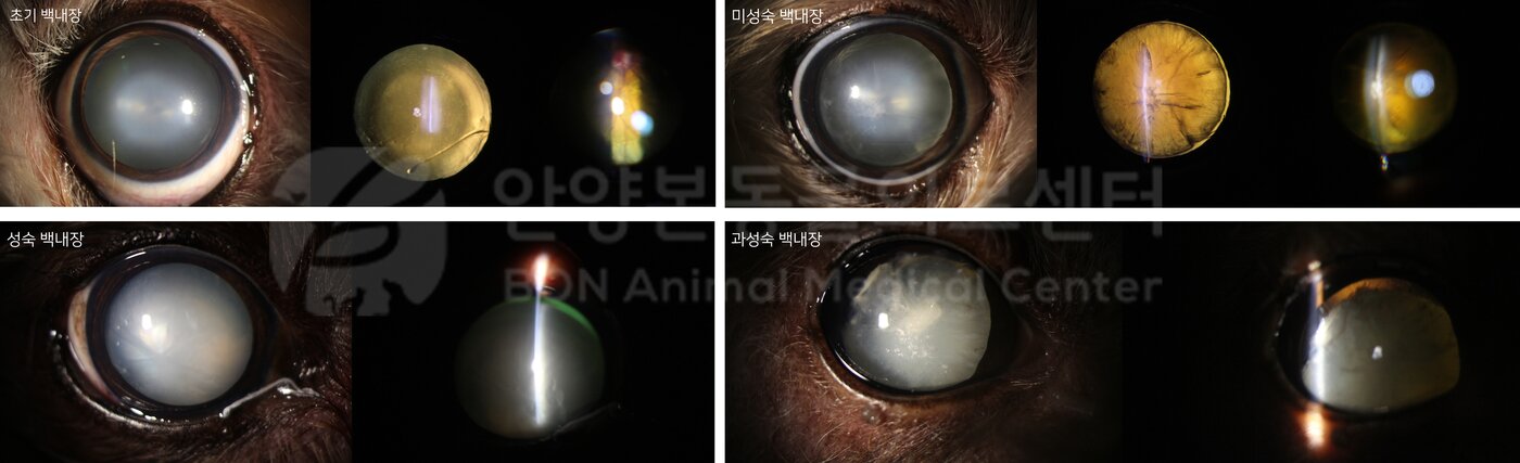 본문 이미지 - 개(강아지)의 백내장은 초기, 미성숙, 성숙, 과성숙 4단계로 구분된다(본동물의료센터 제공). ⓒ 뉴스1