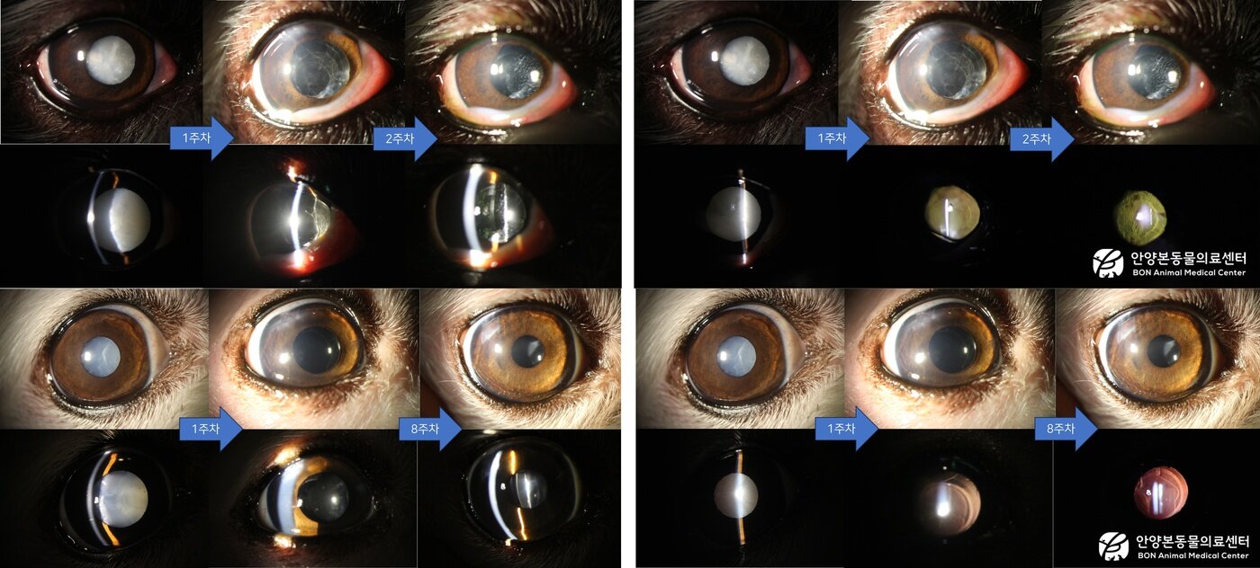본문 이미지 - 과성숙 백내장 환견(위)과 당뇨성 백내장 환견(아래)의 수술 후 시력을 회복한 사례(본동물의료센터 제공) ⓒ 뉴스1