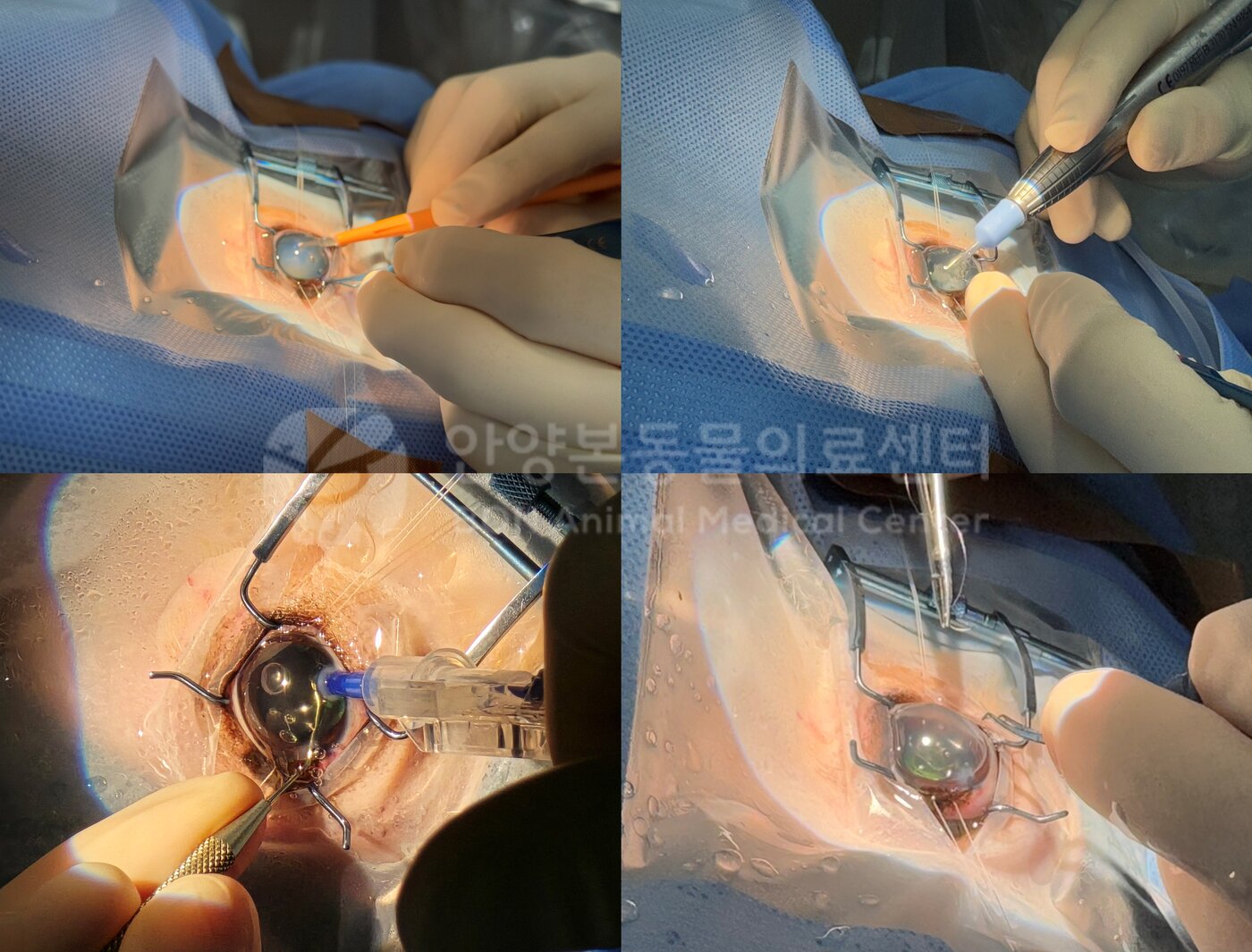 본문 이미지 - 반려견 백내장 수술 장면(본동물의료센터 제공) ⓒ 뉴스1