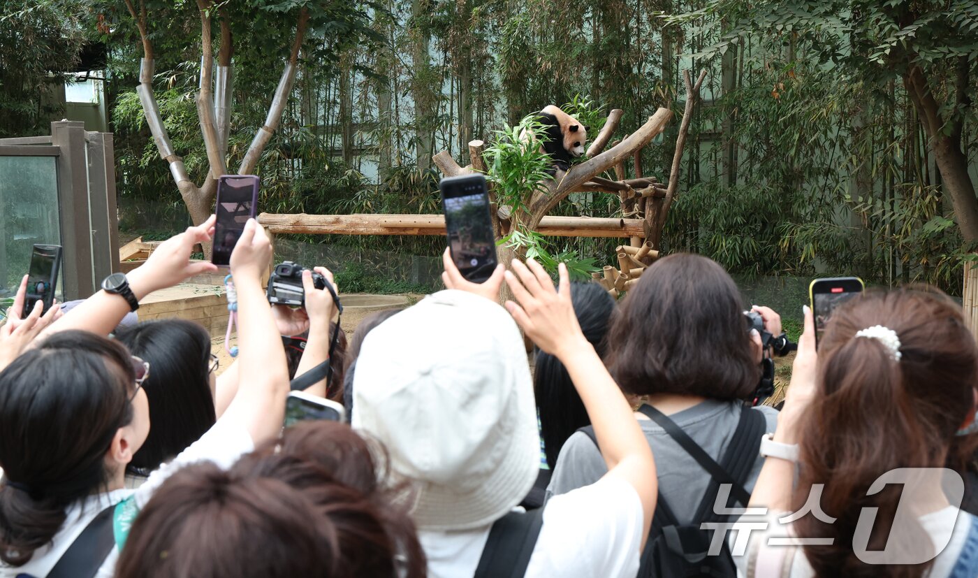 본문 이미지 - 국내 최초 쌍둥이로 태어난 판다 자매 루이바오, 후이바오가 엄마와 함께 있는 모습이 일반에 마지막으로 공개된 12일 경기 용인시 처인구 에버랜드 판다월드에서 관람객들이 판다 가족을 보고 있다. 2025.8.12/뉴스1 ⓒ News1 김영운 기자