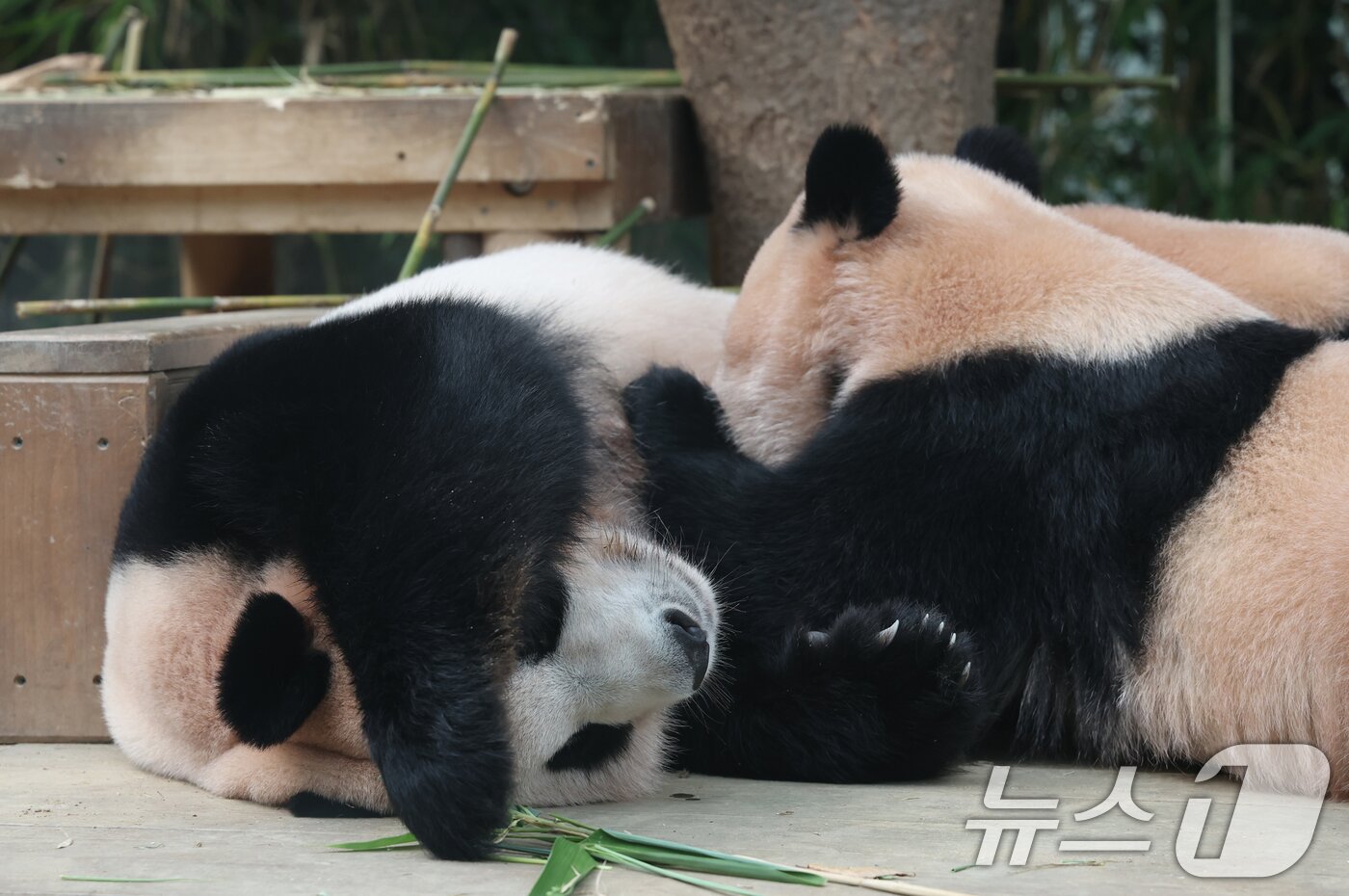 본문 이미지 - 국내 최초 쌍둥이로 태어난 판다 자매 루이바오, 후이바오가 엄마와 함께 있는 모습이 일반에 마지막으로 공개된 12일 경기 용인시 처인구 에버랜드 판다월드에서 엄마 아이바오가 루이바오·후이바오에게 젖을 물리고 있다.   2025.8.12/뉴스1 ⓒ News1 김영운 기자