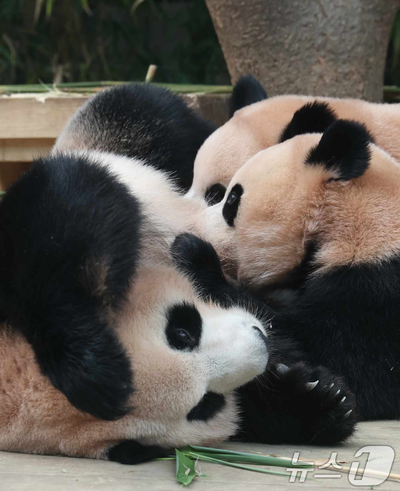 (용인=뉴스1) 김영운 기자 = 국내 최초 쌍둥이로 태어난 판다 자매 루이바오, 후이바오가 엄마와 함께 있는 모습이 일반에 마지막으로 공개된 12일 경기 용인시 처인구 에버랜드 판 …