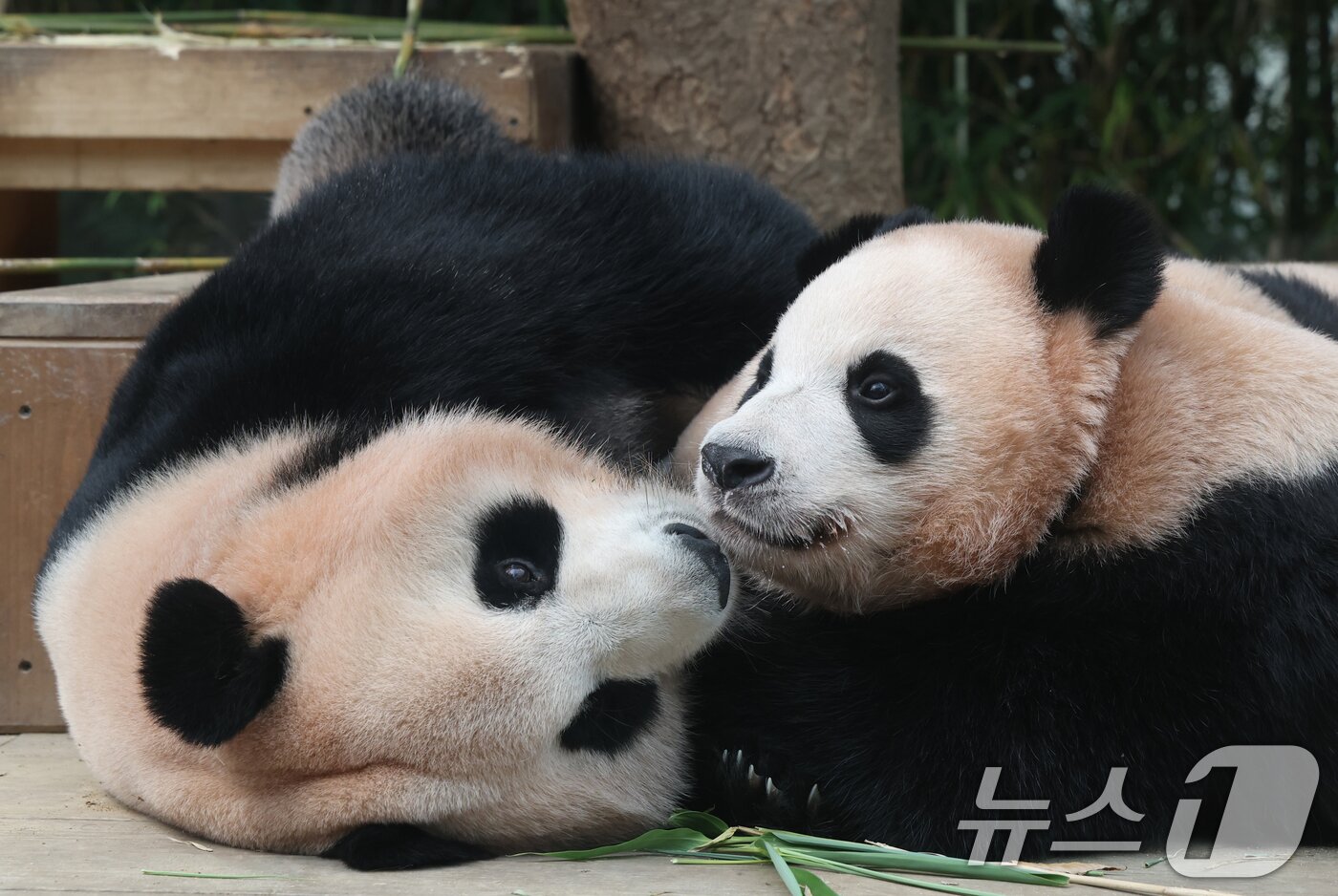 본문 이미지 - 국내 최초 쌍둥이로 태어난 판다 자매 루이바오, 후이바오가 엄마와 함께 있는 모습이 일반에 마지막으로 공개된 12일 경기 용인시 처인구 에버랜드 판다월드에서 엄마 아이바오가 루이바오·후이바오에게 젖을 물리고 있다.  2025.8.12/뉴스1 ⓒ News1 김영운 기자