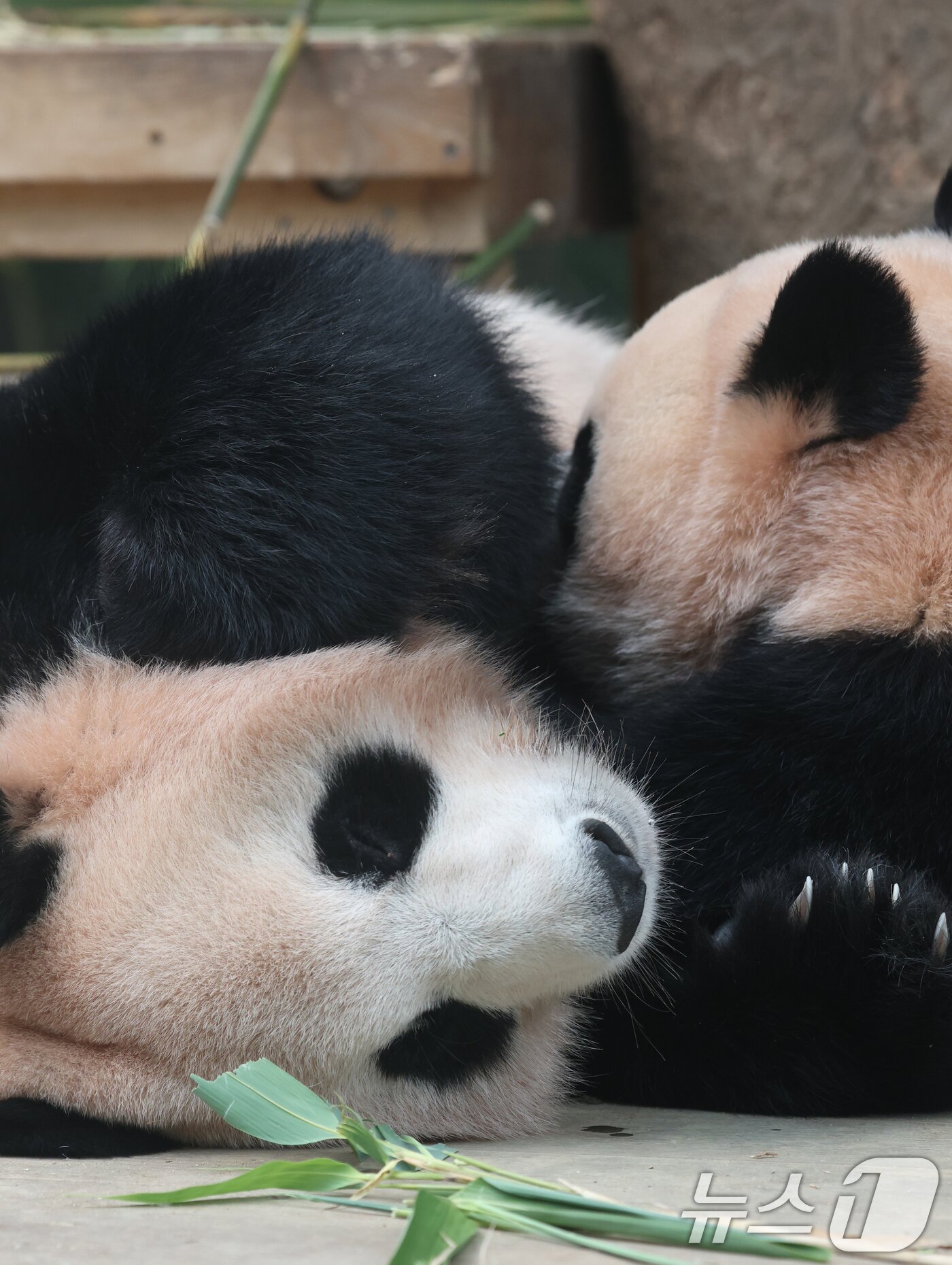 본문 이미지 - 국내 최초 쌍둥이로 태어난 판다 자매 루이바오, 후이바오가 엄마와 함께 있는 모습이 일반에 마지막으로 공개된 12일 경기 용인시 처인구 에버랜드 판다월드에서 엄마 아이바오가 루이바오·후이바오에게 젖을 물리고 있다.  2025.8.12/뉴스1 ⓒ News1 김영운 기자