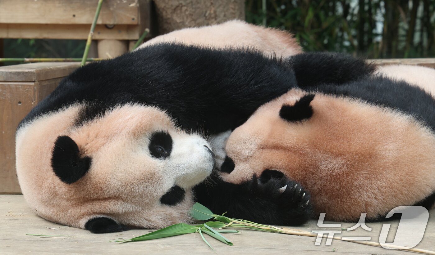 본문 이미지 - 국내 최초 쌍둥이로 태어난 판다 자매 루이바오, 후이바오가 엄마와 함께 있는 모습이 일반에 마지막으로 공개된 12일 경기 용인시 처인구 에버랜드 판다월드에서 엄마 아이바오가 루이바오와 함께 시간을 보내고 있다.  2025.8.12/뉴스1 ⓒ News1 김영운 기자