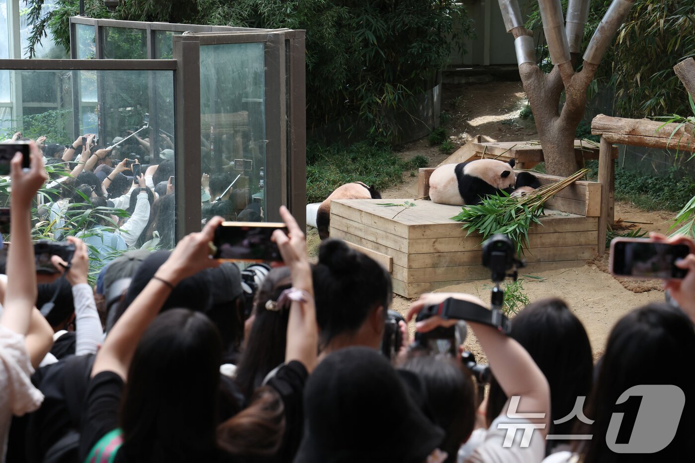 본문 이미지 - 국내 최초 쌍둥이로 태어난 판다 자매 루이바오, 후이바오가 엄마와 함께 있는 모습이 일반에 마지막으로 공개된 12일 경기 용인시 처인구 에버랜드 판다월드에서 관람객들이 판다 가족을 보고 있다.  2025.8.12/뉴스1 ⓒ News1 김영운 기자