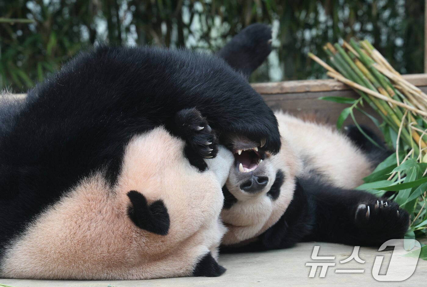 본문 이미지 - 국내 최초 쌍둥이로 태어난 판다 자매 루이바오, 후이바오가 엄마와 함께 있는 모습이 일반에 마지막으로 공개된 12일 경기 용인시 처인구 에버랜드 판다월드에서 엄마 아이바오가 루이바오와 함께 시간을 보내고 있다.  2025.8.12/뉴스1 ⓒ News1 김영운 기자