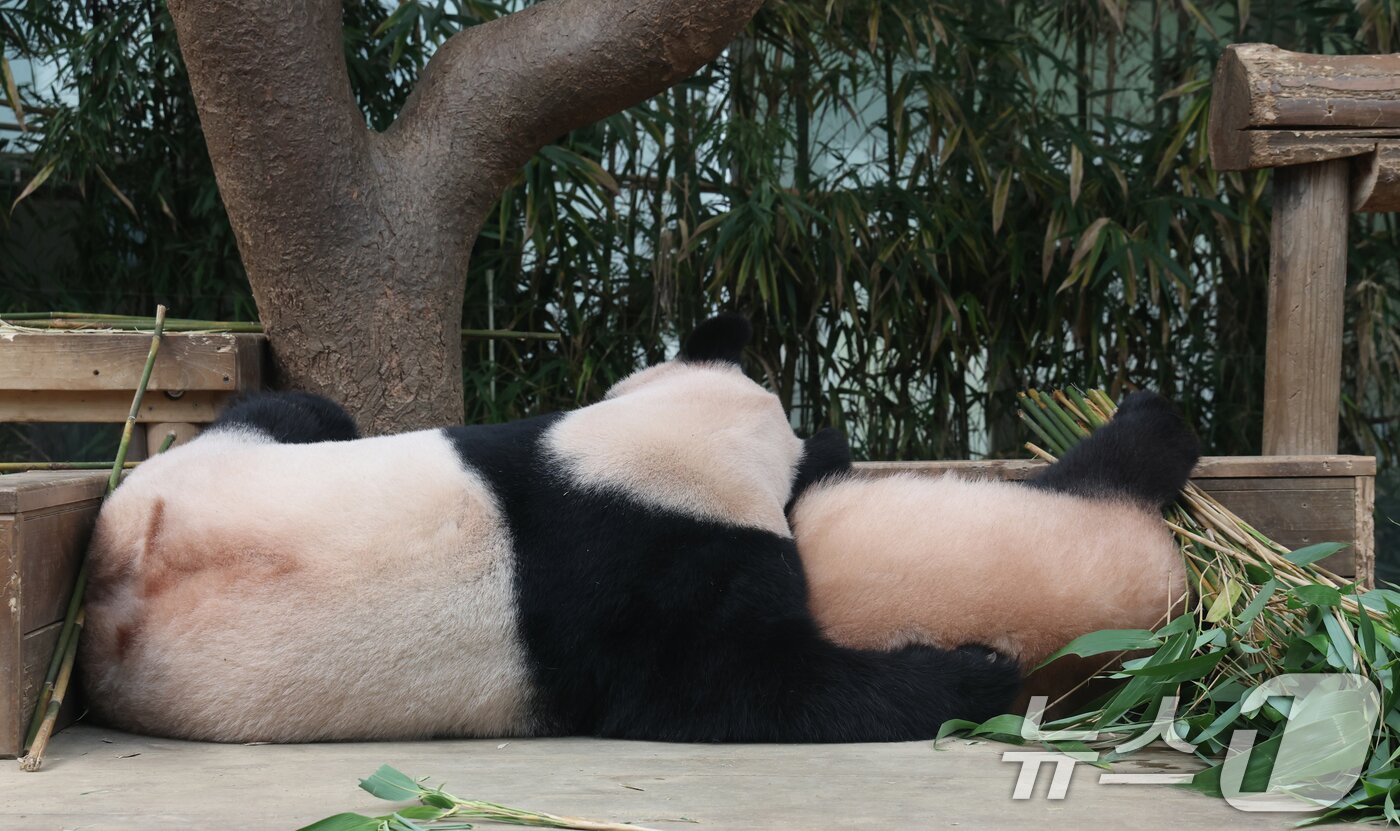 본문 이미지 - 국내 최초 쌍둥이로 태어난 판다 자매 루이바오, 후이바오가 엄마와 함께 있는 모습이 일반에 마지막으로 공개된 12일 경기 용인시 처인구 에버랜드 판다월드에서 엄마 아이바오가 루이바오와 함께 시간을 보내고 있다. 13일부터는 에버랜드 판다월드에서 오전에는 엄마 아이바오를, 오후에는 쌍둥이 판다의 귀여운 모습을 만나볼 수 있으며 오는 9월 새롭게 오픈하는 판다 세컨하우스에서는 루이바오와 후이바오가 적응 기간을 마치는대로 일반에 종일 공개될 예정이다. 2025.8.12/뉴스1 ⓒ News1 김영운 기자