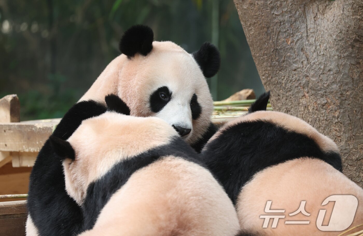 본문 이미지 - 국내 최초 쌍둥이로 태어난 판다 자매 루이바오, 후이바오가 엄마와 함께 있는 모습이 일반에 마지막으로 공개된 12일 경기 용인시 처인구 에버랜드 판다월드에서 엄마 아이바오가 루이바오·후이바오와 함께 시간을 보내고 있다.  2025.8.12/뉴스1 ⓒ News1 김영운 기자