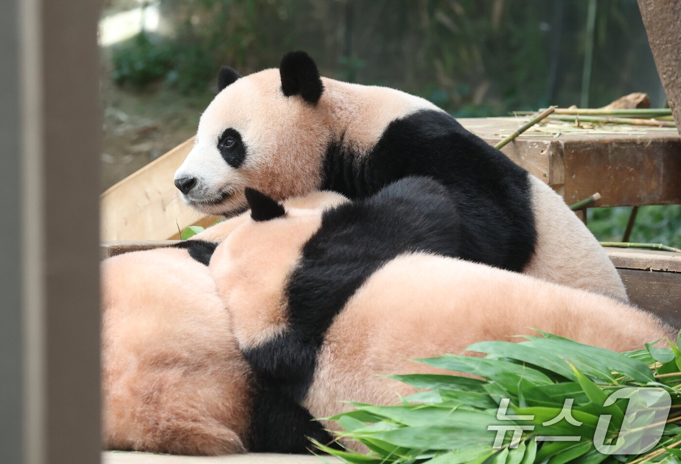 본문 이미지 - 국내 최초 쌍둥이로 태어난 판다 자매 루이바오, 후이바오가 엄마와 함께 있는 모습이 일반에 마지막으로 공개된 12일 경기 용인시 처인구 에버랜드 판다월드에서 엄마 아이바오가 루이바오·후이바오와 함께 시간을 보내고 있다.  2025.8.12/뉴스1 ⓒ News1 김영운 기자