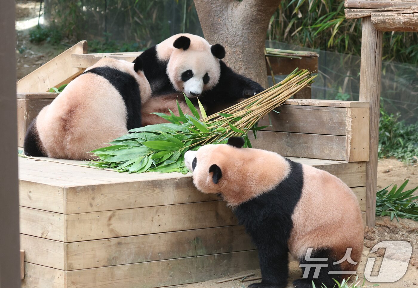 본문 이미지 - 국내 최초 쌍둥이로 태어난 판다 자매 루이바오, 후이바오가 엄마와 함께 있는 모습이 일반에 마지막으로 공개된 12일 경기 용인시 처인구 에버랜드 판다월드에서 엄마 아이바오가 루이바오·후이바오와 함께 시간을 보내고 있다.  ⓒ News1 김영운 기자