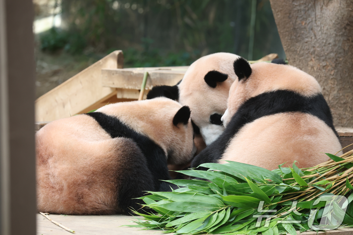 (용인=뉴스1) 김영운 기자 = 국내 최초 쌍둥이로 태어난 판다 자매 루이바오, 후이바오가 엄마와 함께 있는 모습이 일반에 마지막으로 공개된 12일 경기 용인시 처인구 에버랜드 판 …