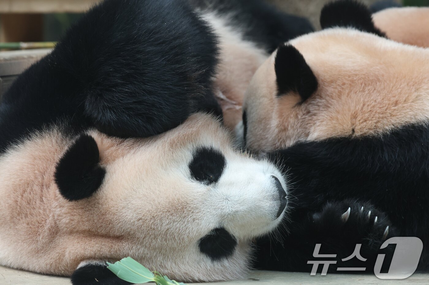 본문 이미지 - 국내 최초 쌍둥이로 태어난 판다 자매 루이바오, 후이바오가 엄마와 함께 있는 모습이 일반에 마지막으로 공개된 12일 경기 용인시 처인구 에버랜드 판다월드에서 엄마 아이바오가 루이바오·후이바오에게 젖을 물리고 있다.  2025.8.12/뉴스1 ⓒ News1 김영운 기자