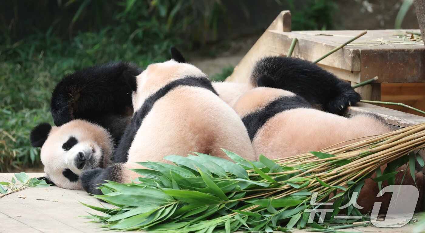 본문 이미지 - 국내 최초 쌍둥이로 태어난 판다 자매 루이바오, 후이바오가 엄마와 함께 있는 모습이 일반에 마지막으로 공개된 12일 경기 용인시 처인구 에버랜드 판다월드에서 엄마 아이바오가 루이바오·후이바오에게 젖을 물리고 있다.  ⓒ News1 김영운 기자