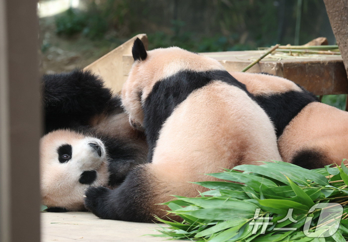 (용인=뉴스1) 김영운 기자 = 국내 최초 쌍둥이로 태어난 판다 자매 루이바오, 후이바오가 엄마와 함께 있는 모습이 일반에 마지막으로 공개된 12일 경기 용인시 처인구 에버랜드 판 …