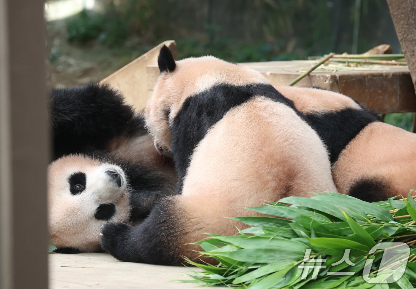 본문 이미지 - 국내 최초 쌍둥이로 태어난 판다 자매 루이바오, 후이바오가 엄마와 함께 있는 모습이 일반에 마지막으로 공개된 12일 경기 용인시 처인구 에버랜드 판다월드에서 엄마 아이바오가 루이바오·후이바오에게 젖을 물리고 있다.  ⓒ News1 김영운 기자
