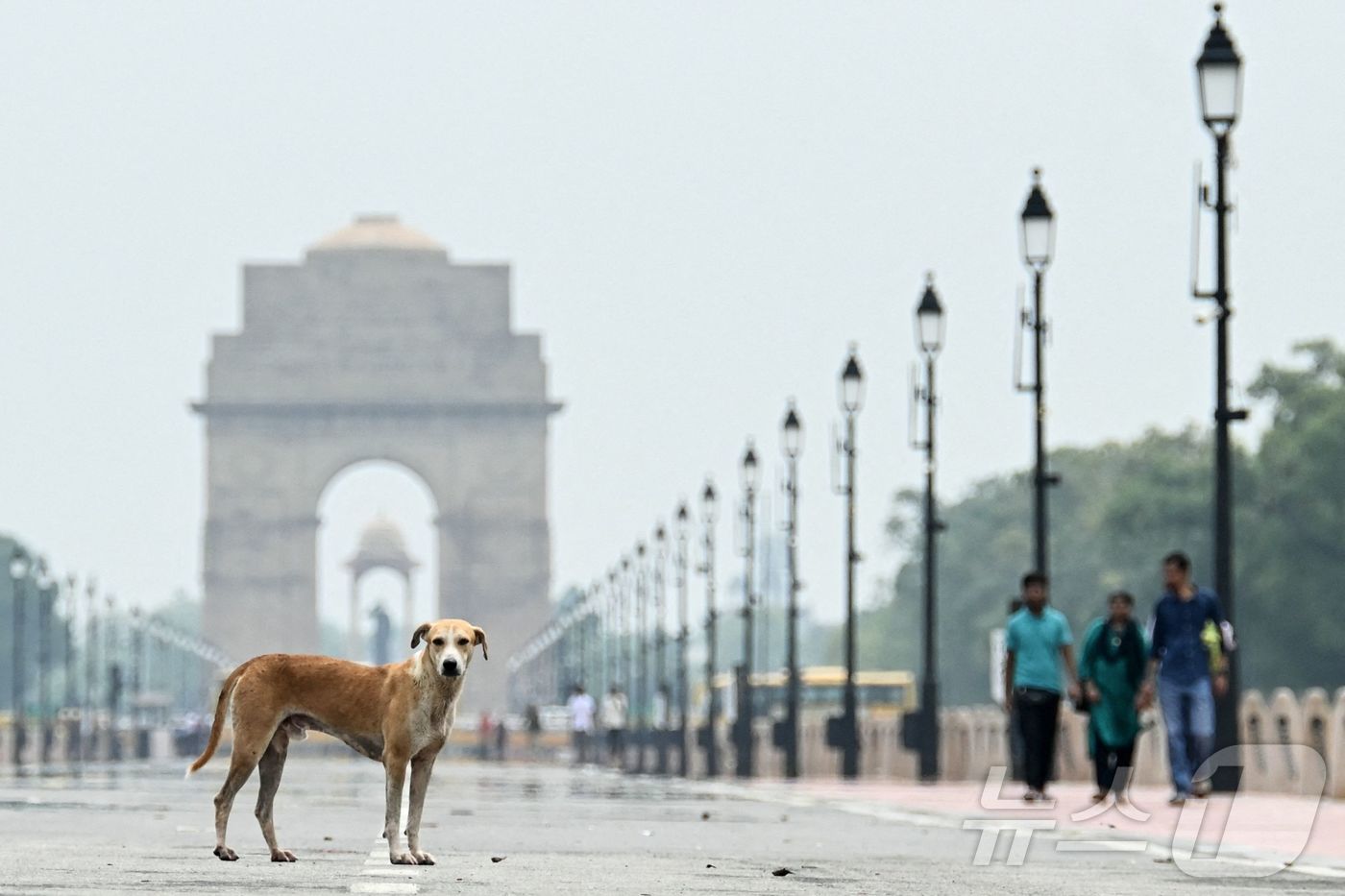 (뉴델리 AFP=뉴스1) 권영미 기자 = 12일 인도 뉴델리의 인도 개선문을 배경으로 한 떠돌이 개가 서 있다. 전날 인도 대법원은 개 물림 사고가 급증함에 따라 공공 안전 문제를 …