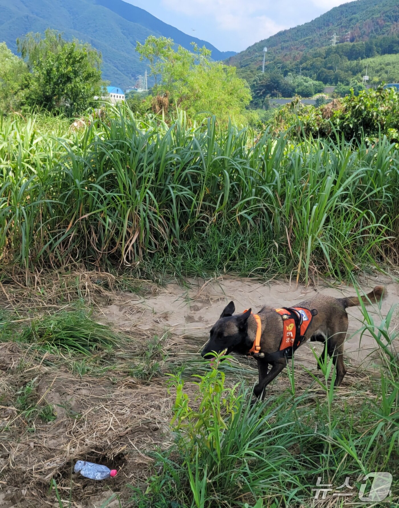 본문 이미지 - 119구조견 &#39;대찬&#39;&#40;경기도북부소방재난본부 제공. 재판매 및 DB 금지&#41;/뉴스1 