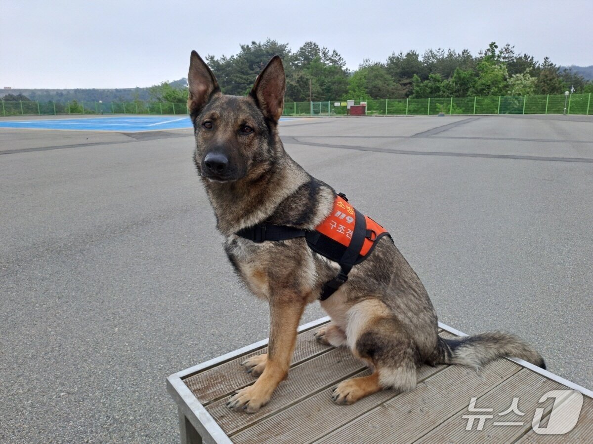 본문 이미지 - 119 구조견 &#39;가온&#39;&#40;강원도소방본부 제공. 재판매 및 DB 금지&#41;/뉴스1 
