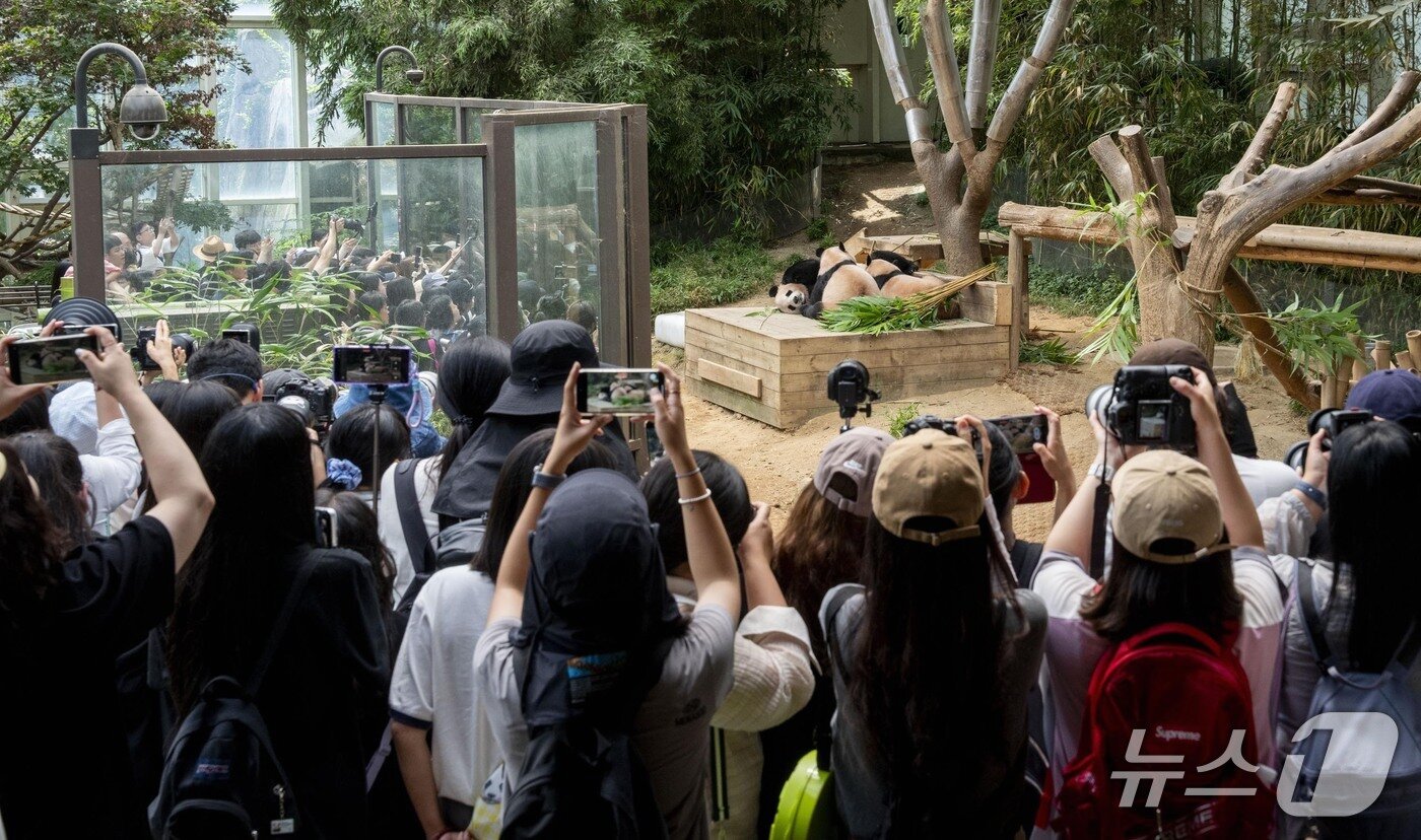 본문 이미지 - 에버랜드 판다월드에서 함께 있는 판다 세 모녀의 모습. &#40;삼성물산 제공&#41;