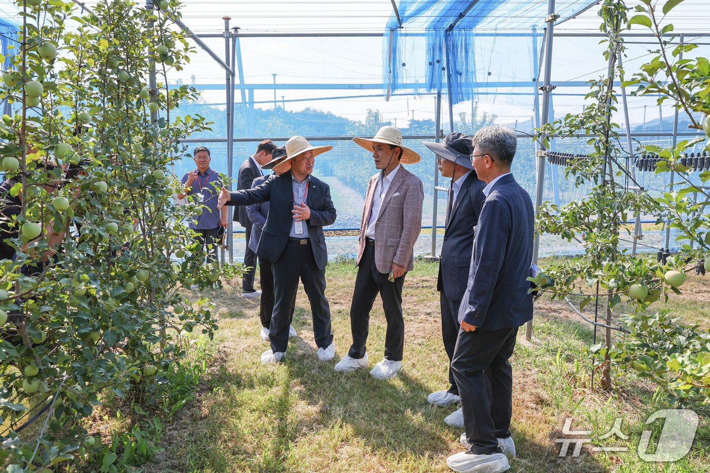 본문 이미지 - 김진태 강원도지사는 12일 농업기술원 과수 연구 현장을 방문해 과수 신품종과 스마트 과수원을 점검했다.(강원도 제공. 재판매 및 DB금지)/뉴스1