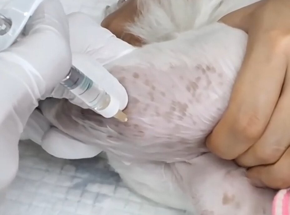 본문 이미지 - 무릎과 허벅지 근육에 통증이 있던 반려견은 유한양행이 유통하는 관절주사 애니콘주와 센트럴동물메디컬센터만의 특화된 관절 솔루션 &#39;튼튼20통증주사&#39; 및 레이저 시술을 받았다&#40;동물병원 제공&#41;. ⓒ 뉴스1