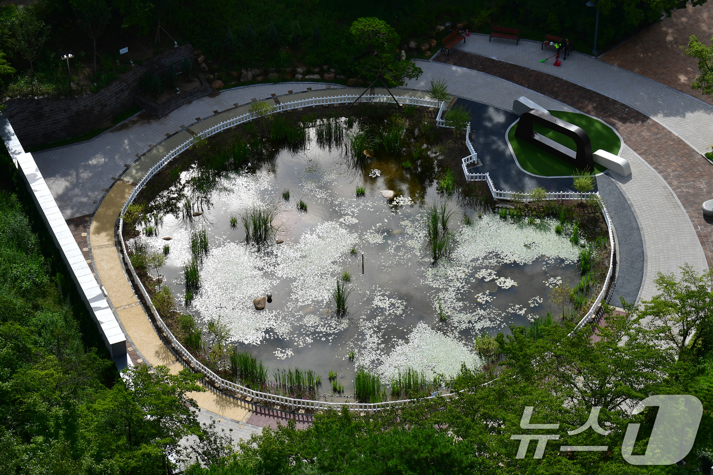 (포항=뉴스1) 최창호 기자 = 13일 오전 경북 포항시청 뒷편에 조성된 작은 연못에서 공공근로자들이 환경정리를 하고 있다. 2025.8.13/뉴스1