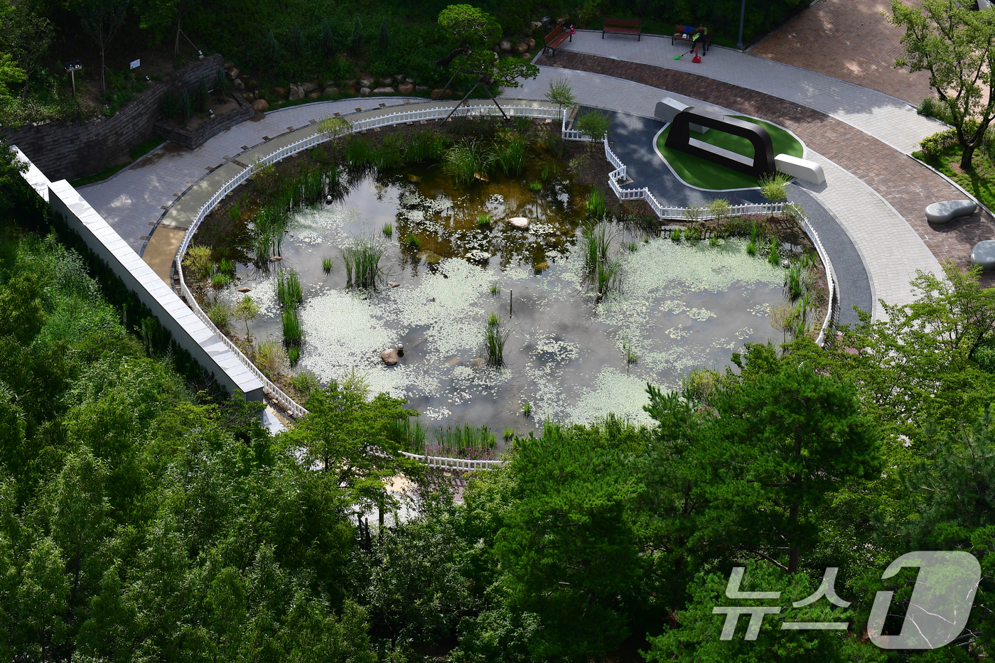 (포항=뉴스1) 최창호 기자 = 13일 오전 경북 포항시청 뒷편에 조성된 작은 연못에서 공공근로자들이 환경정리를 하고 있다. 2025.8.13/뉴스1