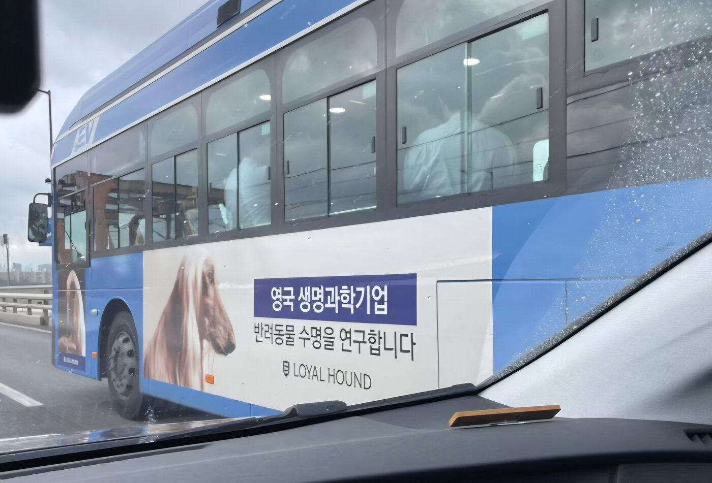 본문 이미지 - 로얄하운드 서울 시내버스 광고&#40;독자 제공&#41; ⓒ 뉴스1