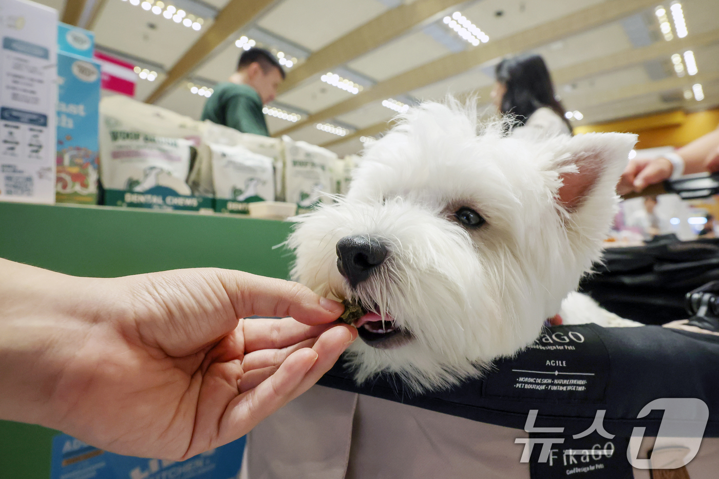 (서울=뉴스1) 민경석 기자 = 13일 오전 서울 강남구 코엑스에서 열린 '2025 케이펫페어 서울'에서 한 반려견이 간식을 맛보고 있다.이번 전시에서는 사료, 의류, 유모차, 장 …