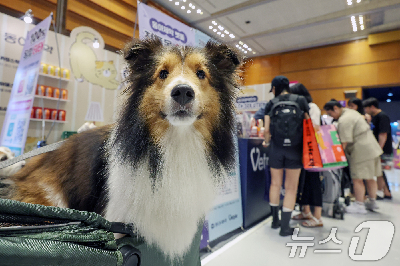 (서울=뉴스1) 민경석 기자 = 13일 오전 서울 강남구 코엑스에서 열린 '2025 케이펫페어 서울'이 관람객들이 애견용품을 살펴보고 있다.이번 전시에서는 사료, 의류, 유모차, …