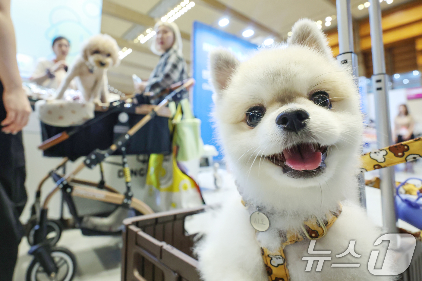(서울=뉴스1) 민경석 기자 = 13일 오전 서울 강남구 코엑스에서 열린 '2025 케이펫페어 서울'에서 관람객들이 애견용품을 살펴보고 있다.이번 전시에서는 사료, 의류, 유모차, …