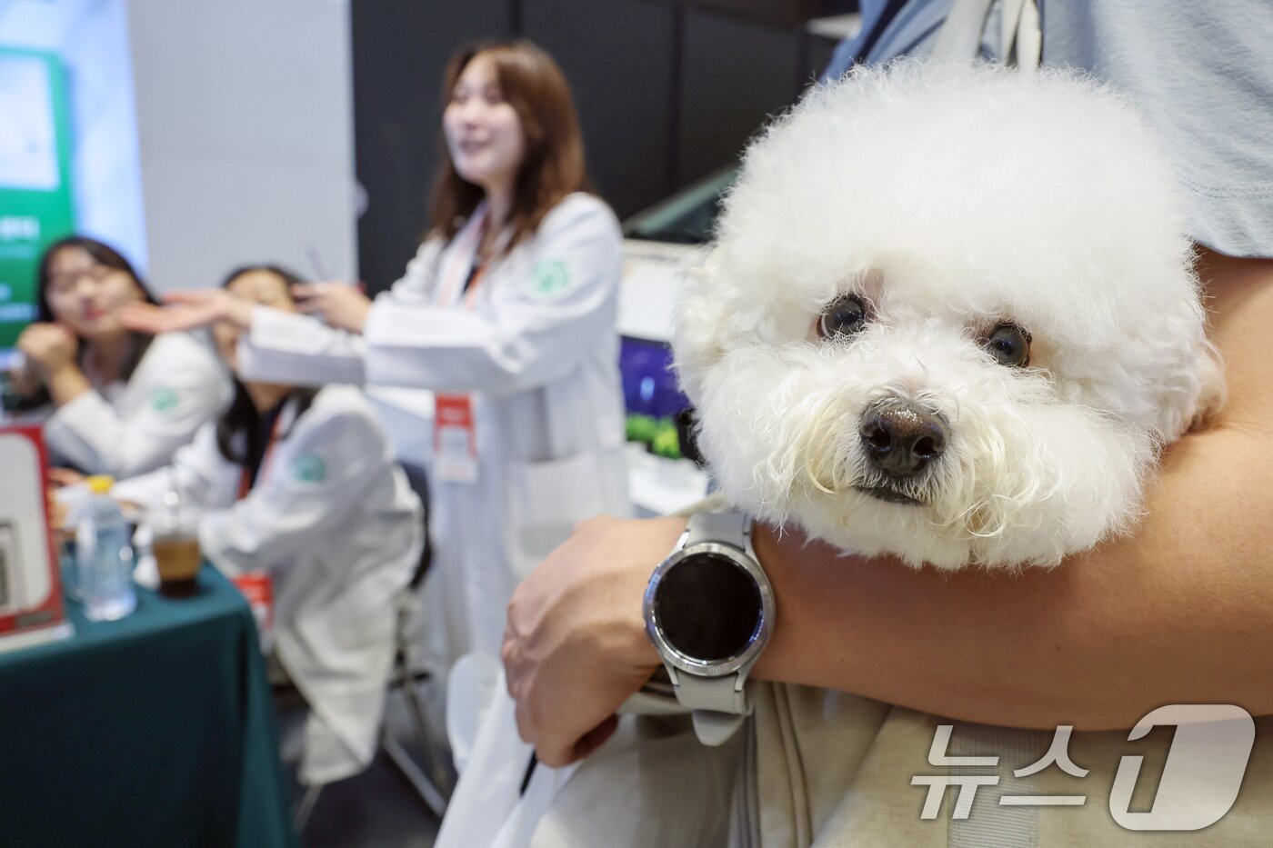 본문 이미지 - 치료 받는 강아지. (사진은 기사 내용과 무관함) / 뉴스1 ⓒ News1 민경석 기자
