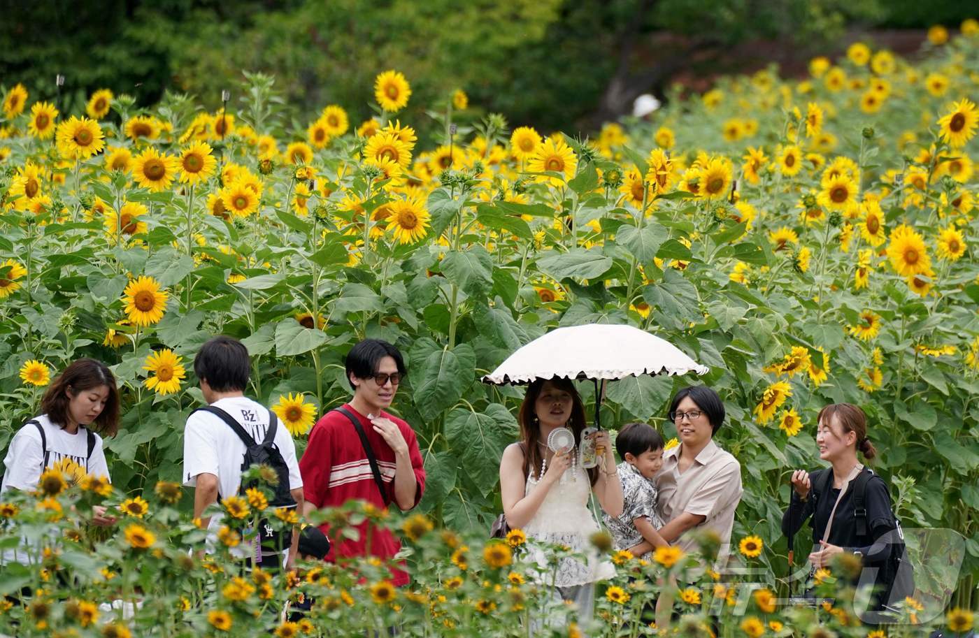 (도쿄 AFP=뉴스1) 권영미 기자 = 13일 일본 도쿄의 해변 공원에서 방문객들이 만개한 해바라기 4만 송이가 펼쳐진 꽃밭을 바라보고 있다.2025.08.13.ⓒ AFP=뉴스1