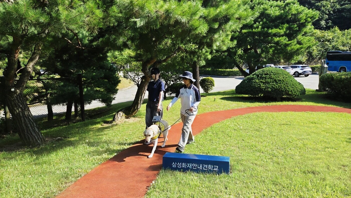 본문 이미지 - 명은비 호남대 반려동물산업학과 학생이 보행훈련 체험을 하고 있다(GDIN 제공). ⓒ 뉴스1