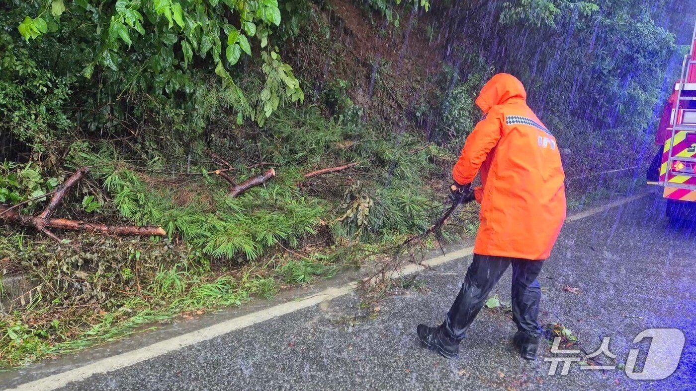 본문 이미지 - 많은 비가 내린 13일 강원 철원 갈말읍 내대리의 한 도로에 나무가 쓰러져 소방당국이 안전조치를 진행 중이다.(강원도소방본부 제공, 재판매 및 DB금지)