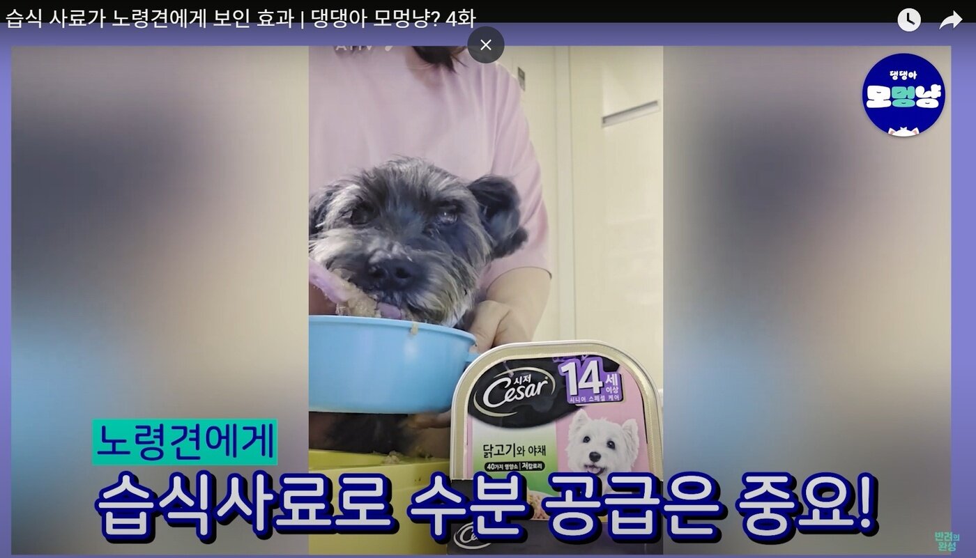 본문 이미지 - 수분 함량이 높고 부드러운 습식 사료는 노령견에게 섭취 부담을 줄이고 만성 탈수를 예방하는 데 효과적이다(반려의완성 유튜브 채널 갈무리). ⓒ 뉴스1