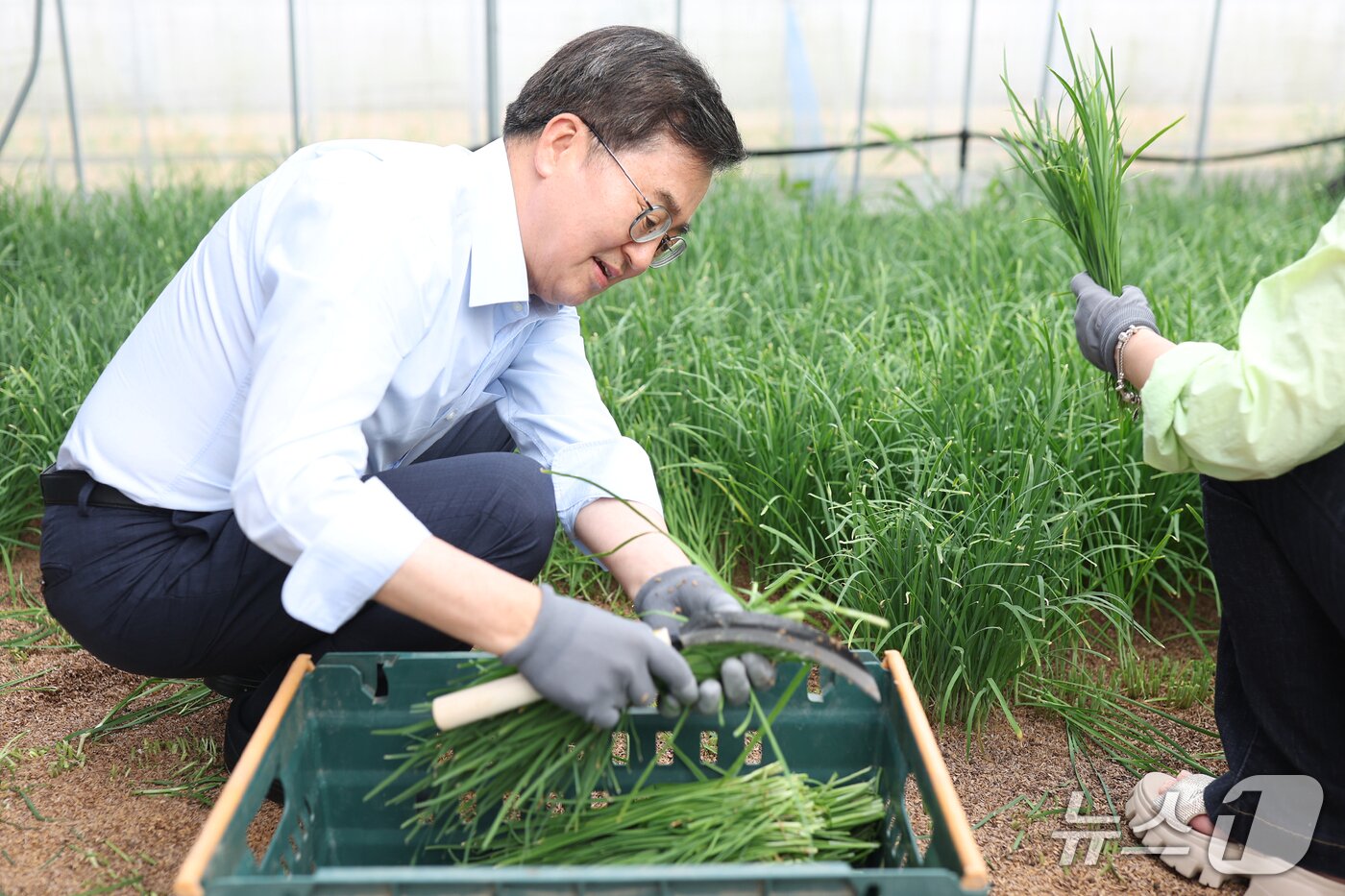 본문 이미지 - 13일 오후 김동연 경기도지사가 용인 백암면에 위치한 친환경 부추 농장을 방문해 생산체험을 하고 있다.&#40;경기도 제공. 재판매 및 DB금지&#41;