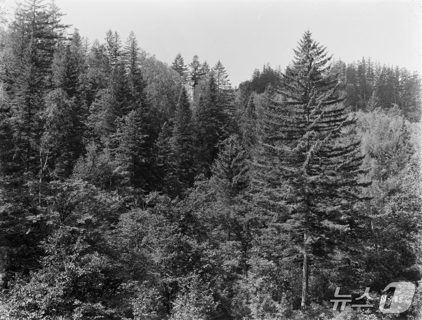 본문 이미지 - 함경북도 무산군(산림청 국립수목원 제공.재판매 및 DB금지)/뉴스1  