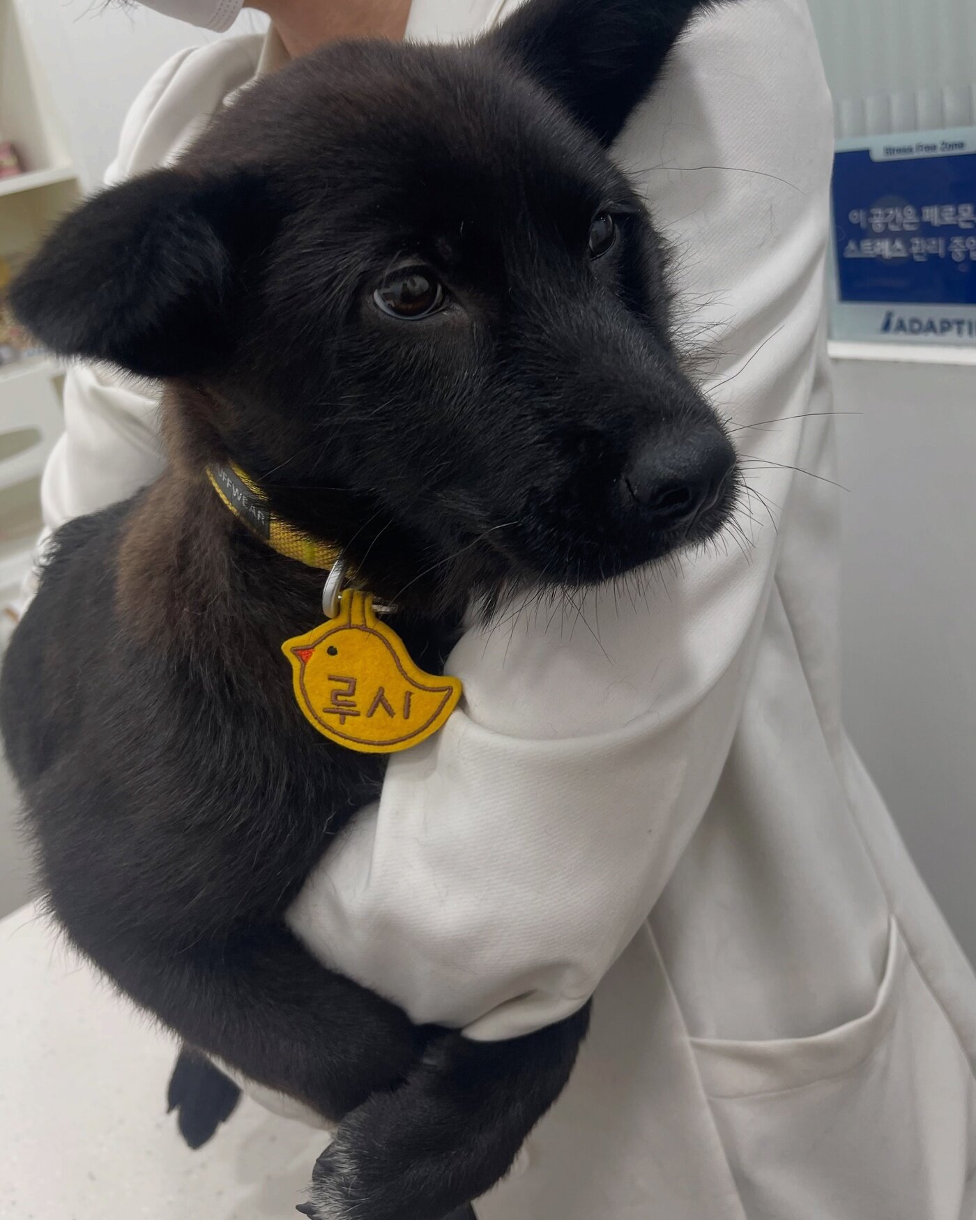 본문 이미지 - 딸 아이의 품에 폭 안긴 루시(인스타그램 chewwwy.lucy 제공) ⓒ 뉴스1