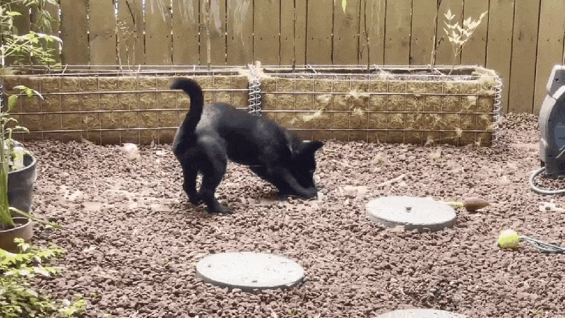 본문 이미지 - 마당에서 나뭇잎 하나로 신나게 노는 루시(인스타그램 chewwwy.lucy 제공) ⓒ 뉴스1