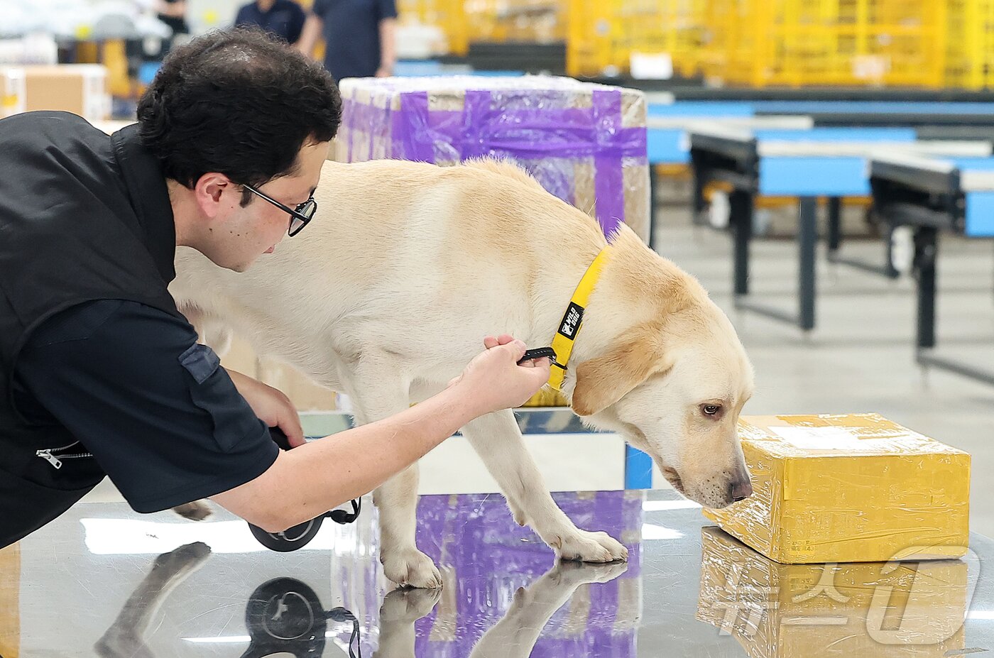 본문 이미지 - 14일 오전 인천 연수구 인천세관 해상특송물류센터 내 특송검사장에서 탐지견이 해외에서 배송된 수화물을 탐지하고 있다. 2025.8.14/뉴스1 ⓒ News1 김진환 기자