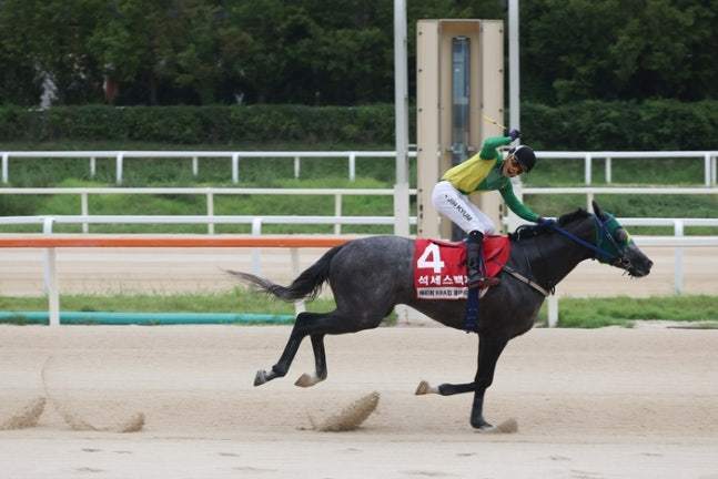 본문 이미지 - 2025 코리아컵, 코리아스프린트에 출전 예정인 석세스백파. (한국마사회 제공. 재판매 및 DB 금지)