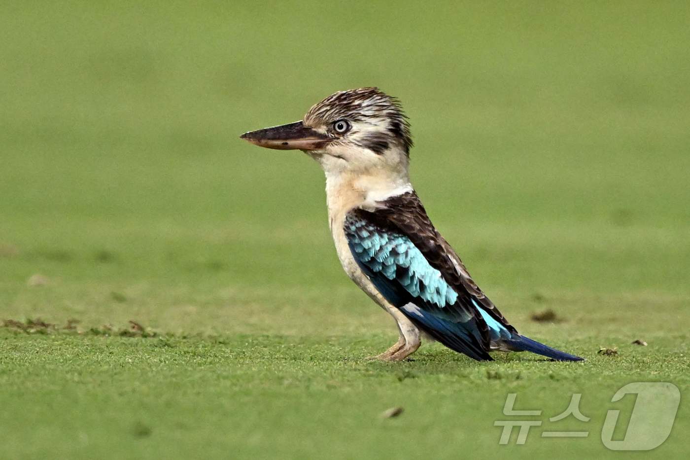 (다윈 AFP=뉴스1) 윤다정 기자 = 10일(현지시간) 호주 다윈에서 열린 호주 대 남아프리카공화국 T20 국제 크리켓 경기 도중 쿠카부라(웃음물총새) 한 마리가 경기장에 날아든 …