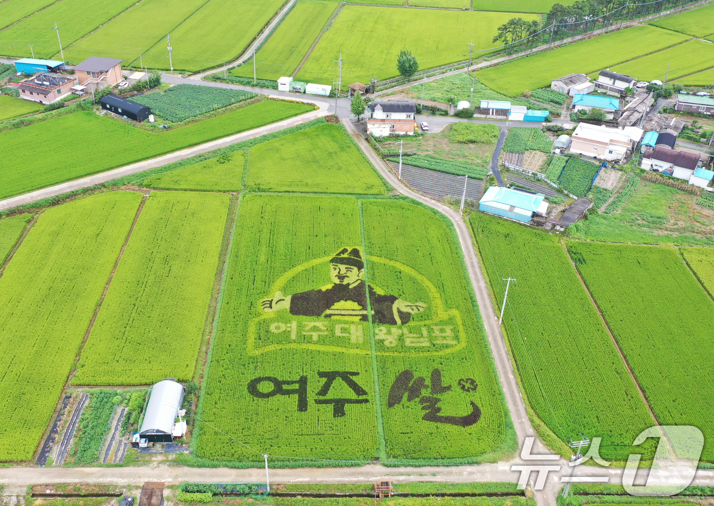 (여주=뉴스1) 김영운 기자 = '쌀의 날'을 나흘 앞둔 14일 경기 여주시의 한 논에 유색벼를 활용한 논아트 그림이 그려져 있다.'쌀의 날'은 우리 쌀의 우수성을 알리고 소비를 …