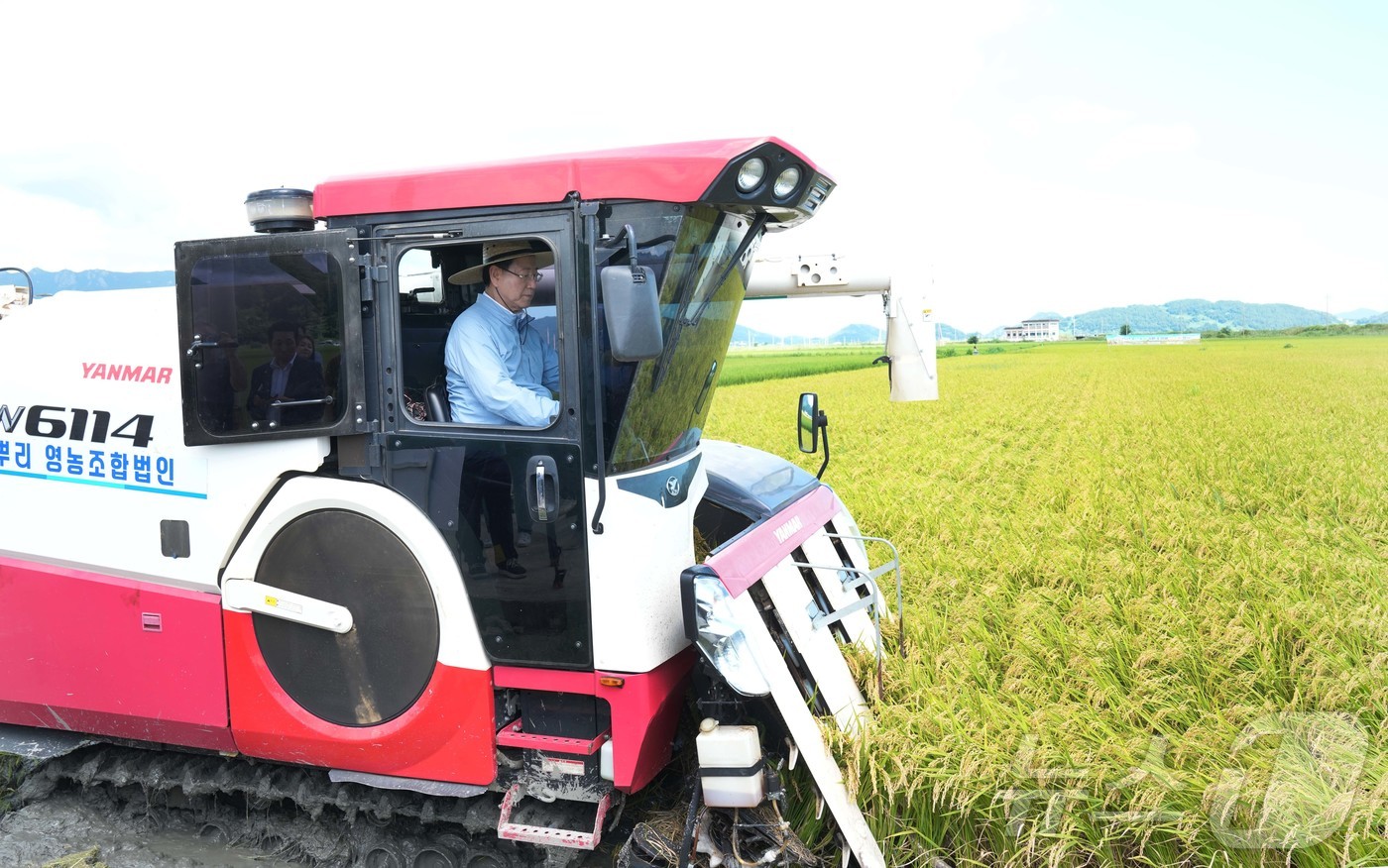 (무안=뉴스1) 전원 기자 = 김영록 전라남도지사가 14일 조생벼 수확이 한창인 고흥군 포두면 들녘을 찾아 콤바인으로 벼 수확 시연을 하고 있다.(전남도 제공. 재판매 및 DB금지 …