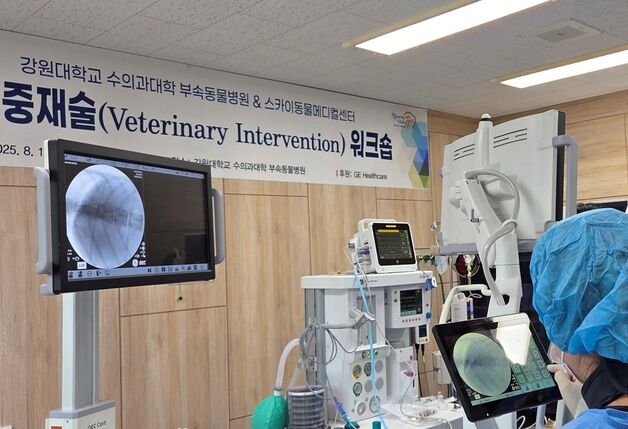 "외과 수술실 엄격한 이유 있었네"…수의중재술 워크숍 현장 달랐다