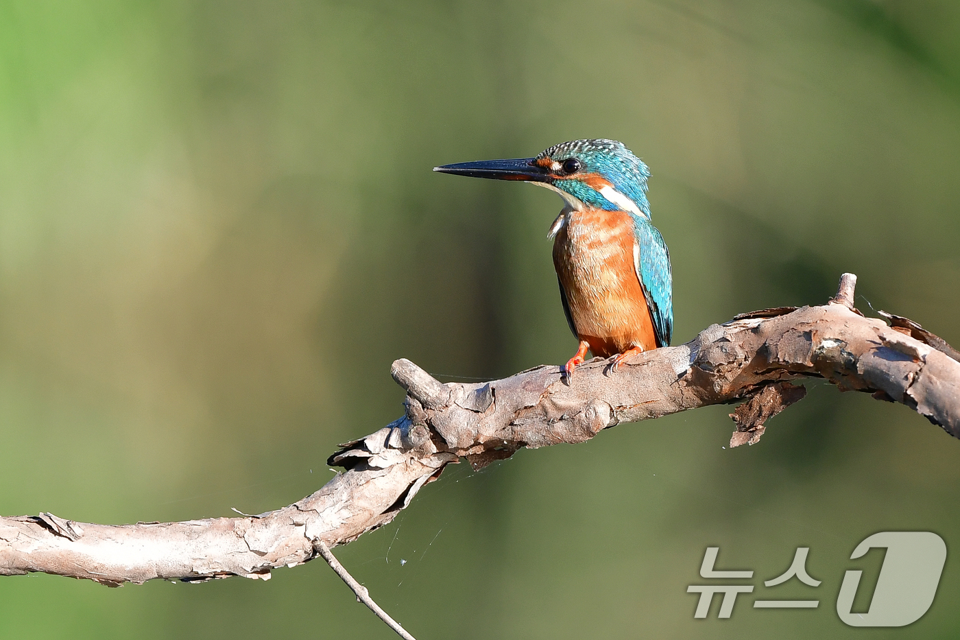 (포항=뉴스1) 최창호 기자 = 15일 경북 포항시 북구 흥해읍 냇가에서 물총새 한마리가 먹잇감 사냥을 준비하고 있다.  2025.8.15/뉴스1